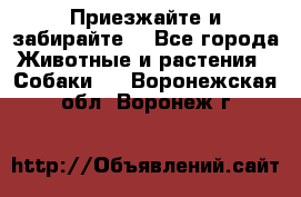 Приезжайте и забирайте. - Все города Животные и растения » Собаки   . Воронежская обл.,Воронеж г.